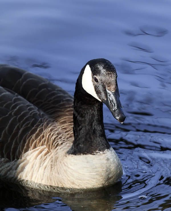 IMAGE: http://i1147.photobucket.com/albums/o556/peterB1123/1204_gasworkpark_206-Edit.jpg