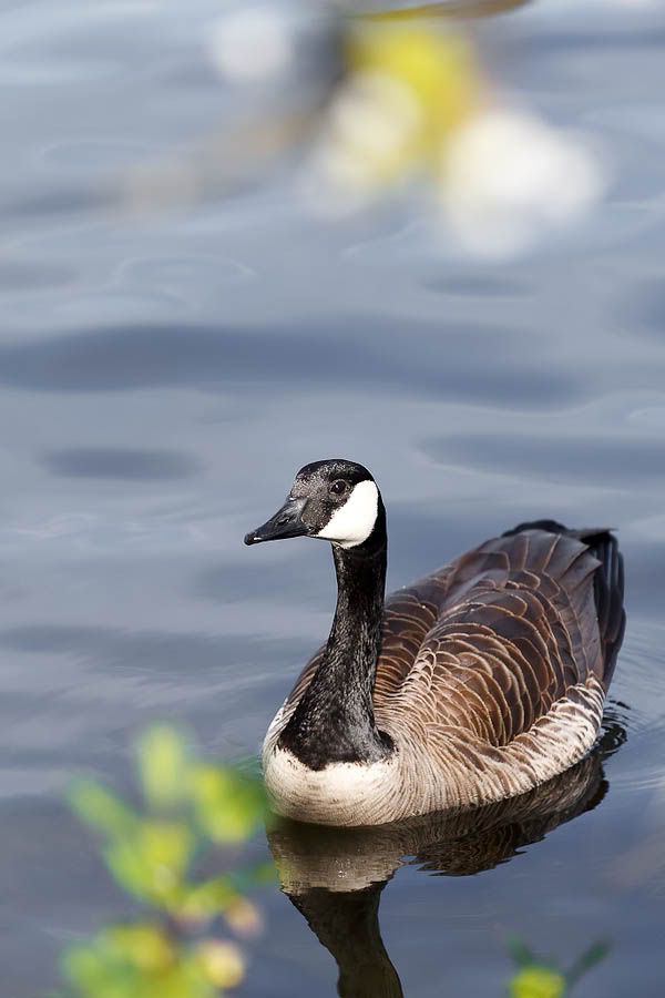 IMAGE: http://i1147.photobucket.com/albums/o556/peterB1123/1204_gasworkpark_207-Edit.jpg