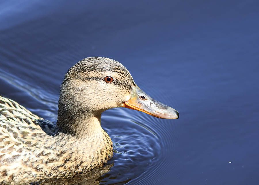 IMAGE: http://i1147.photobucket.com/albums/o556/peterB1123/1204_junitabay04222012_065-Edit.jpg