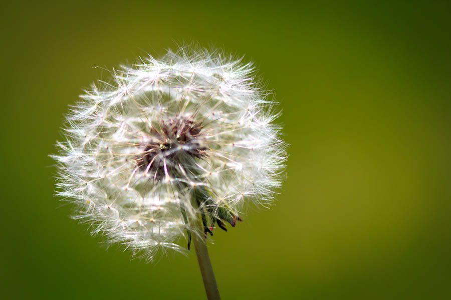 IMAGE: http://i1147.photobucket.com/albums/o556/peterB1123/1204_junitabay04222012_071-Edit.jpg