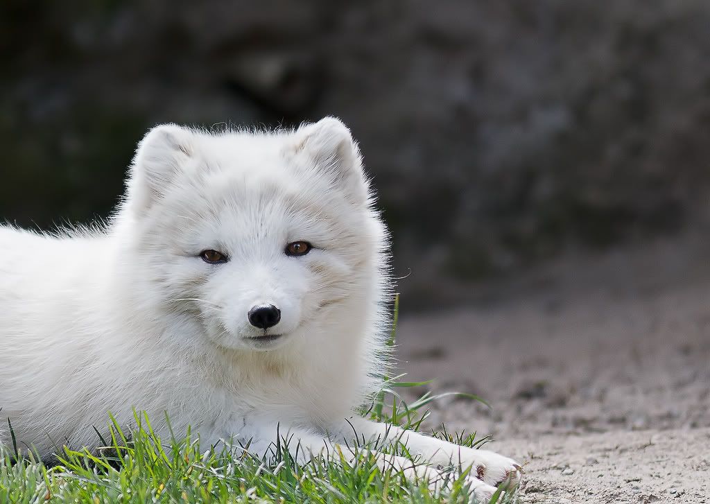 IMAGE: http://i1147.photobucket.com/albums/o556/peterB1123/1204_pointdefiancepic_103-Edit.jpg