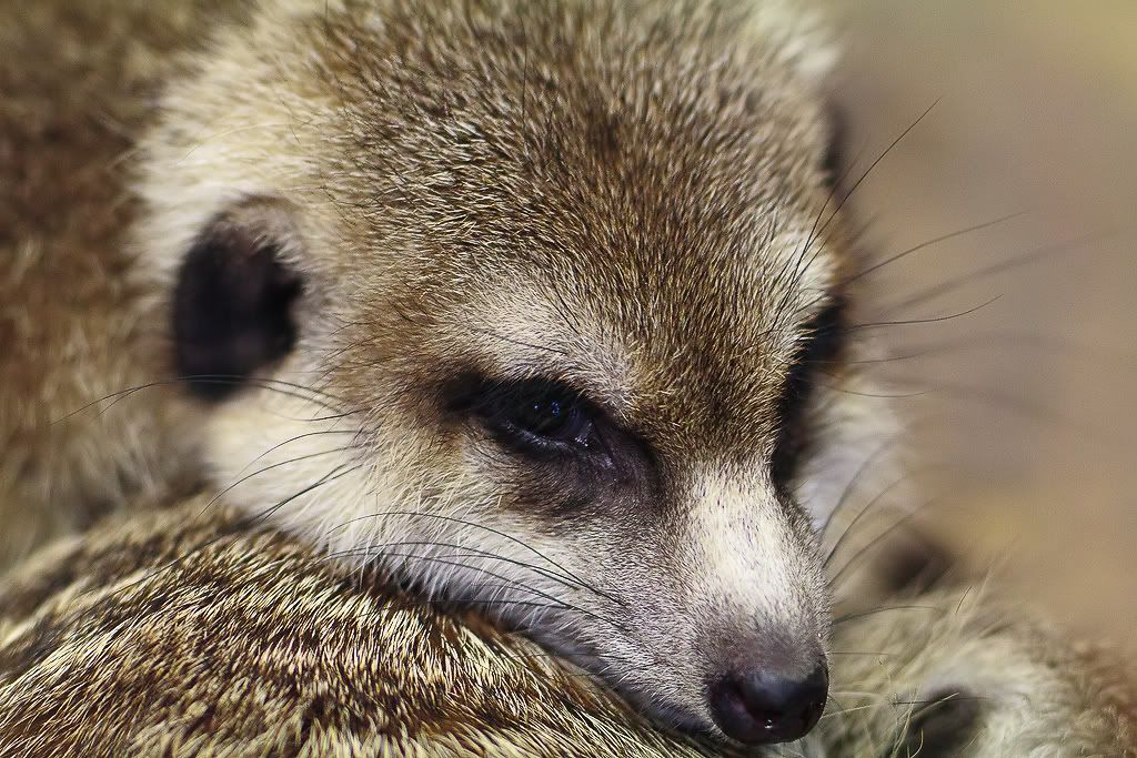 IMAGE: http://i1147.photobucket.com/albums/o556/peterB1123/1204_pointdefiancepic_228-Edit.jpg