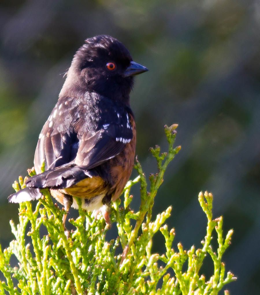 IMAGE: http://i1147.photobucket.com/albums/o556/peterB1123/1205_untitled_019-Edit.jpg