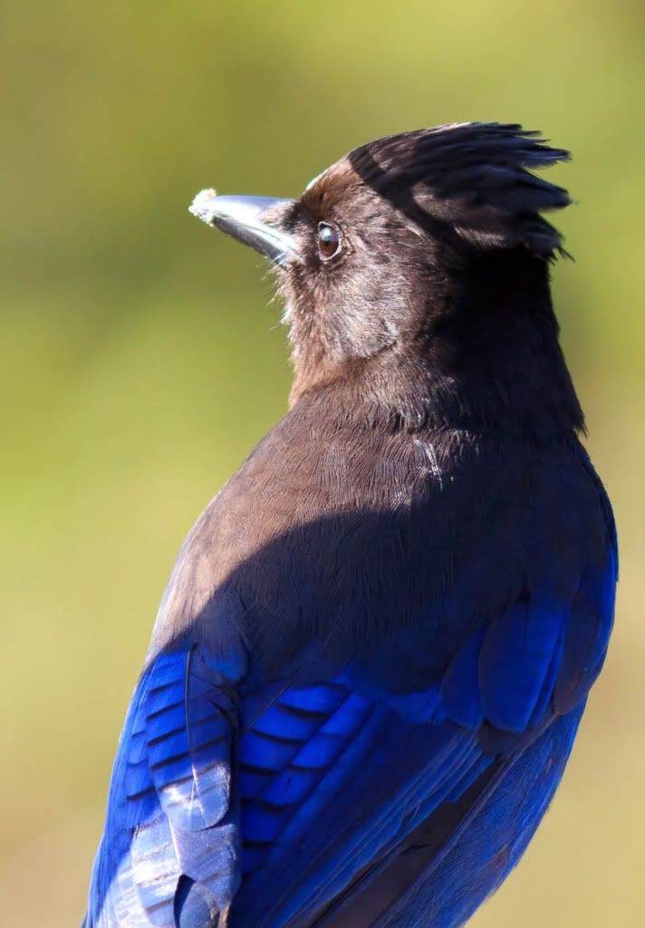 IMAGE: http://i1147.photobucket.com/albums/o556/peterB1123/1205_untitled_038-Edit.jpg