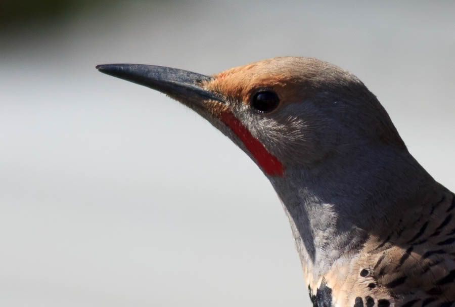 IMAGE: http://i1147.photobucket.com/albums/o556/peterB1123/1205_untitled_053-Edit.jpg