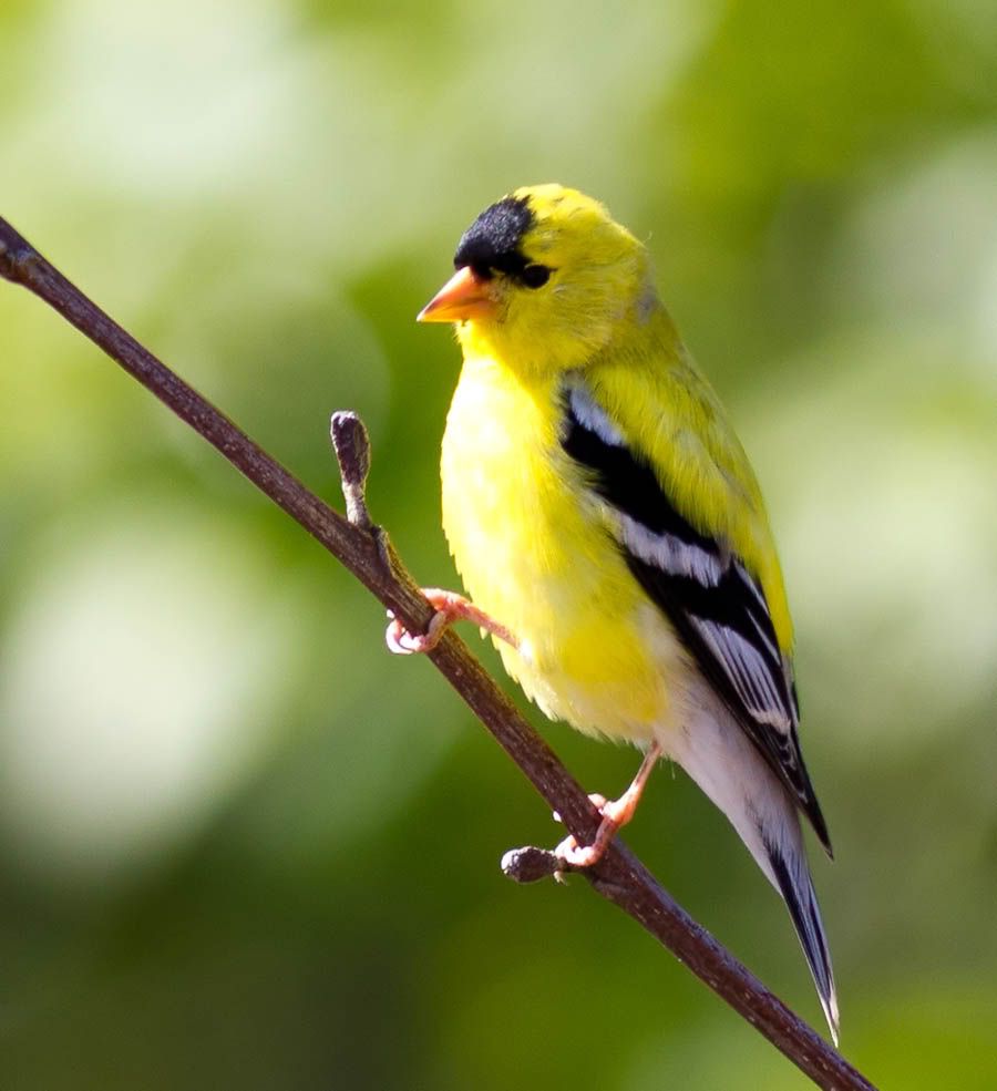 IMAGE: http://i1147.photobucket.com/albums/o556/peterB1123/1205_untitled_061-Edit.jpg