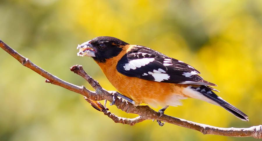 IMAGE: http://i1147.photobucket.com/albums/o556/peterB1123/1205_untitled_071-Edit-2.jpg