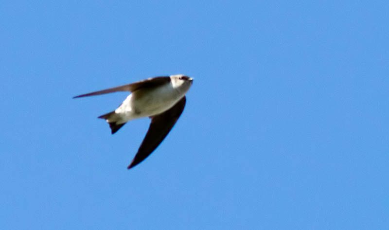 IMAGE: http://i1147.photobucket.com/albums/o556/peterB1123/1205_untitled_082-Edit.jpg