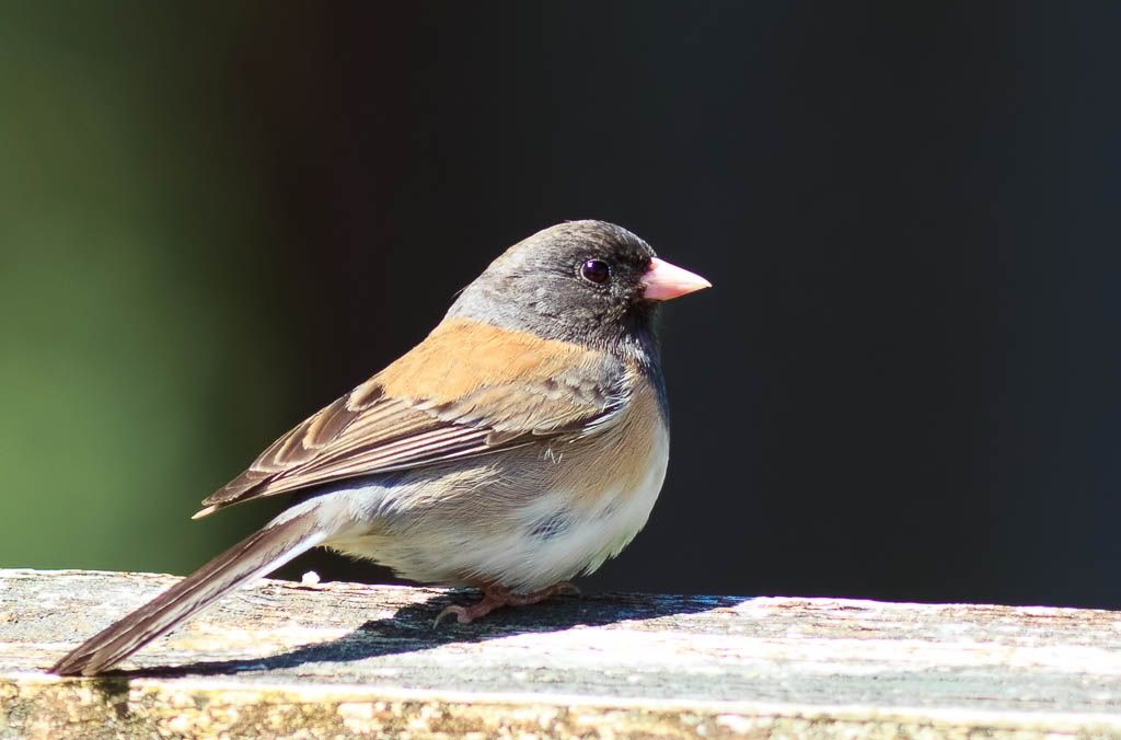 IMAGE: http://i1147.photobucket.com/albums/o556/peterB1123/1205_untitled_091-Edit-2.jpg