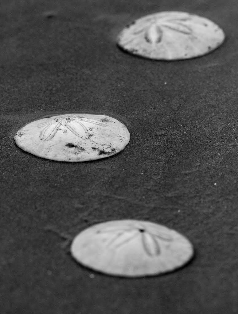 IMAGE: http://i1147.photobucket.com/albums/o556/peterB1123/1207_PacificBeachcamping_077.jpg