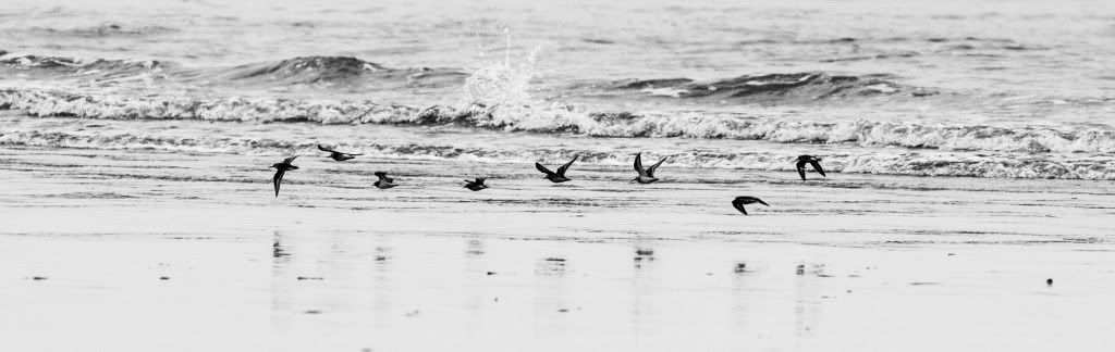 IMAGE: http://i1147.photobucket.com/albums/o556/peterB1123/1207_PacificBeachcamping_079.jpg