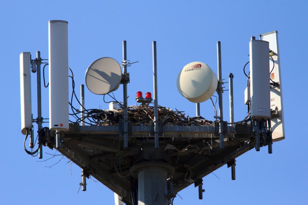 IMAGE: http://i1147.photobucket.com/albums/o556/peterB1123/1207_untitled_001.jpg