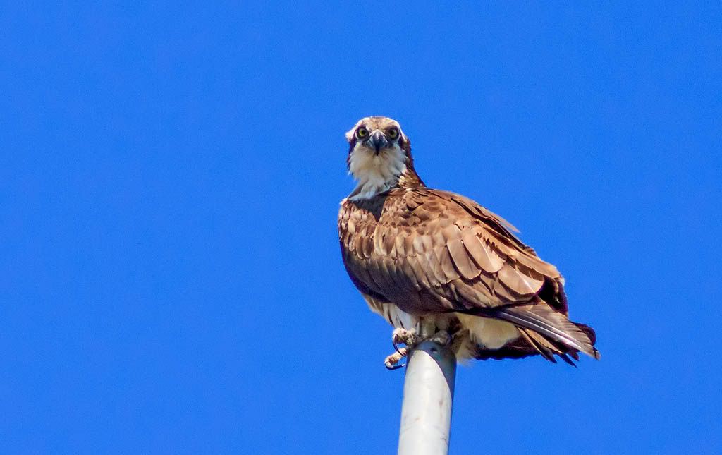 IMAGE: http://i1147.photobucket.com/albums/o556/peterB1123/1207_untitled_003-Edit.jpg