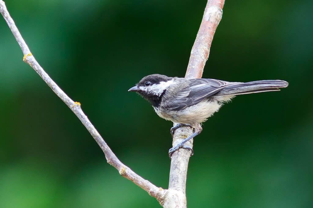 IMAGE: http://i1147.photobucket.com/albums/o556/peterB1123/1207_untitled_020-Edit-1.jpg