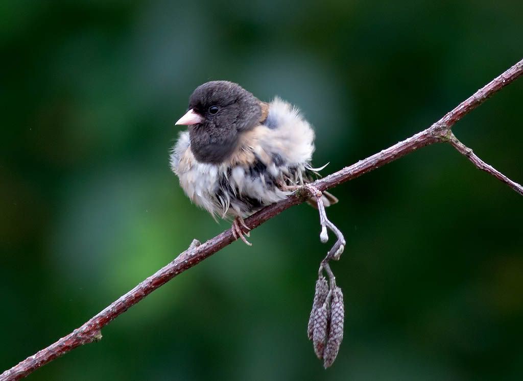 IMAGE: http://i1147.photobucket.com/albums/o556/peterB1123/1207_untitled_031-Edit.jpg