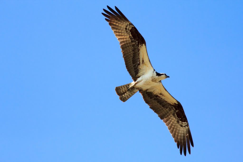 IMAGE: http://i1147.photobucket.com/albums/o556/peterB1123/1207_untitled_042.jpg