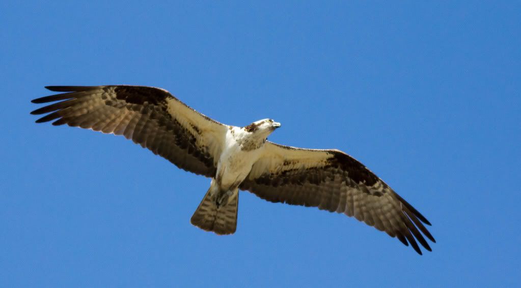 IMAGE: http://i1147.photobucket.com/albums/o556/peterB1123/1207_untitled_051-Edit.jpg