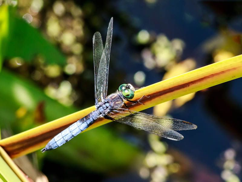 IMAGE: http://i1147.photobucket.com/albums/o556/peterB1123/1208_juanitabay081912_079-Edit.jpg