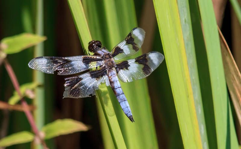 IMAGE: http://i1147.photobucket.com/albums/o556/peterB1123/1208_juanitabay081912_095-Edit.jpg