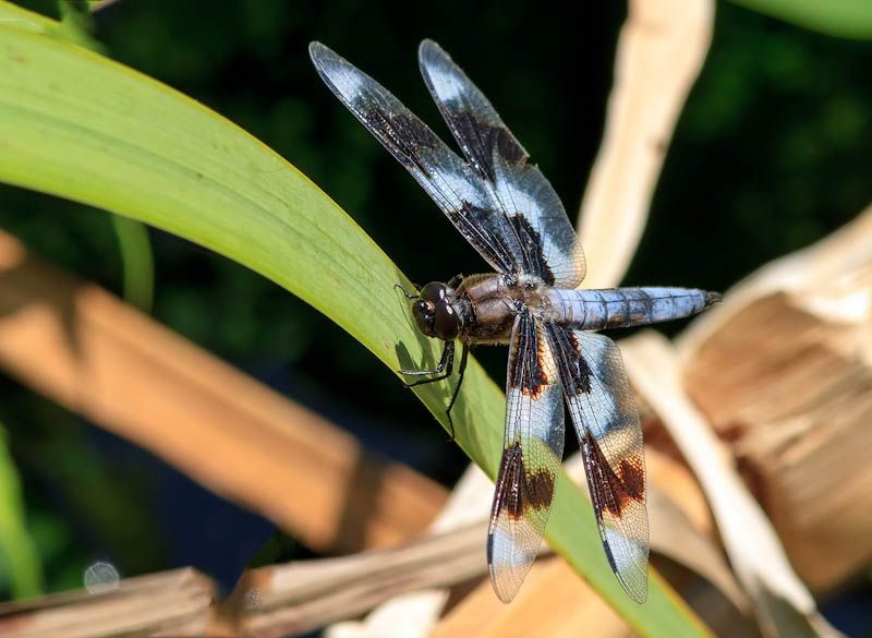 IMAGE: http://i1147.photobucket.com/albums/o556/peterB1123/1208_juanitabay081912_103-Edit.jpg