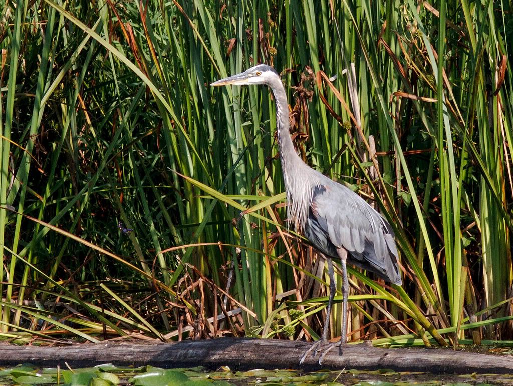 IMAGE: http://i1147.photobucket.com/albums/o556/peterB1123/1208_untitled_006-Edit-2.jpg