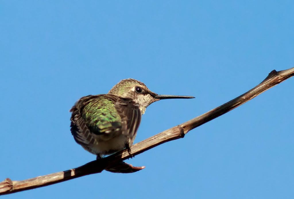 IMAGE: http://i1147.photobucket.com/albums/o556/peterB1123/1208_untitled_021-Edit.jpg