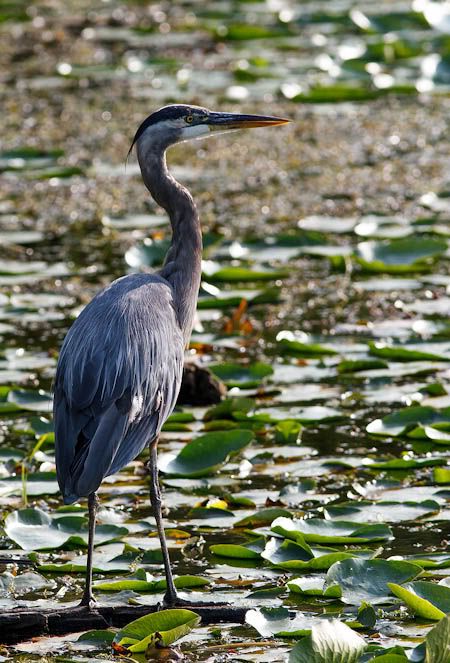 IMAGE: http://i1147.photobucket.com/albums/o556/peterB1123/1208_untitled_031-Edit.jpg