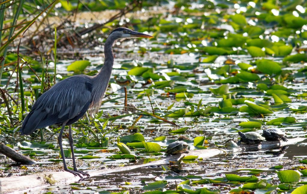 IMAGE: http://i1147.photobucket.com/albums/o556/peterB1123/1208_untitled_035-Edit.jpg