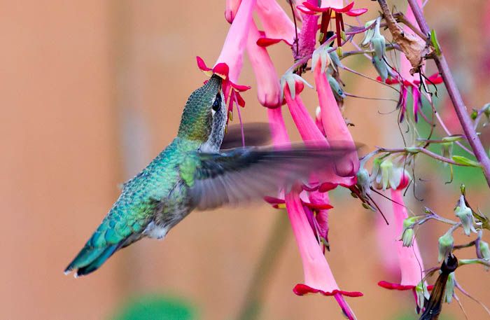 IMAGE: http://i1147.photobucket.com/albums/o556/peterB1123/1208_untitled_052-Edit.jpg